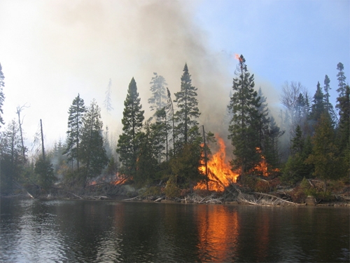 Creation of Fire at the forest: Step 1